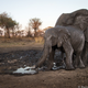 Elephants at a watering hole. Credit: Will Burrard-Lucas/WWF-US.